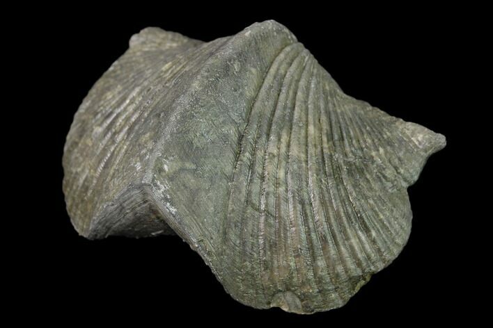 Pyrite Replaced Brachiopod (Paraspirifer) Fossil - Ohio #135576